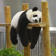 重生我在星穹捡垃圾