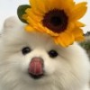 小鸡啄米