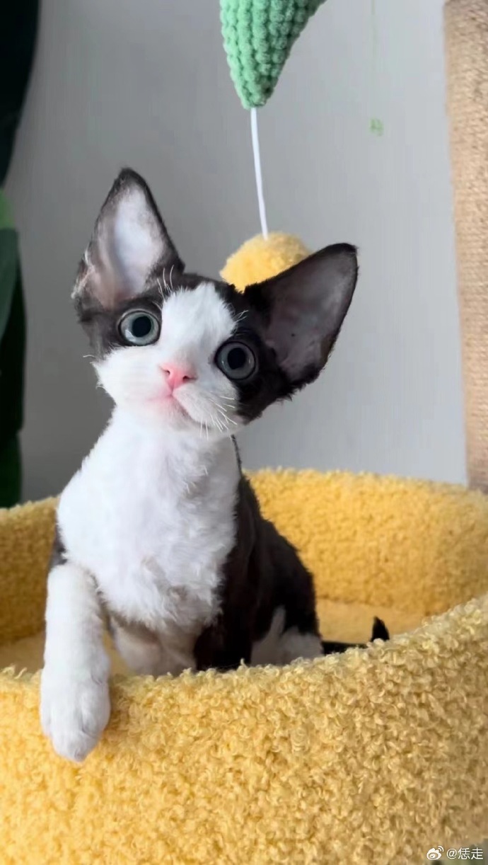 Fay