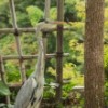 小树叶蘸糖