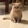 勇敢的心