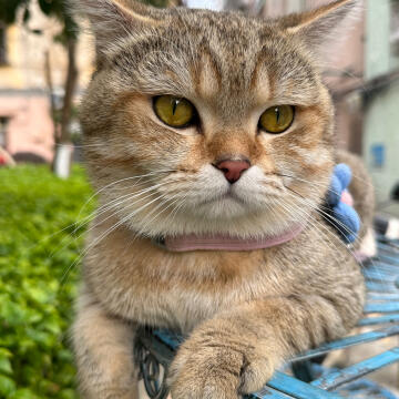 逃跑的椰子🌴