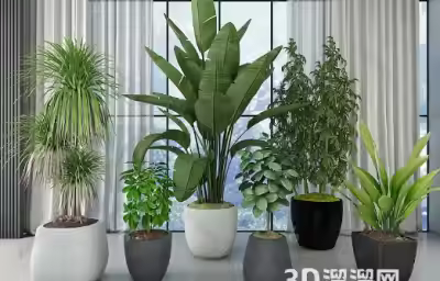 公司办公室门口放什么植物好？哪些植物适合放办公室门头？