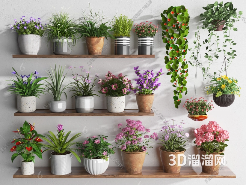 植物摆件种类介绍 植物摆件种类介绍
