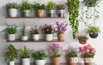 植物摆件种类介绍