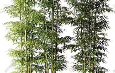客厅风水中适合摆放什么植物？