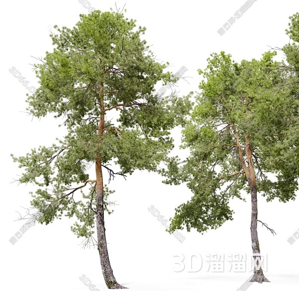自然木形状　肥松 园林景观常用的松木类木材有哪些？-3D溜溜网
