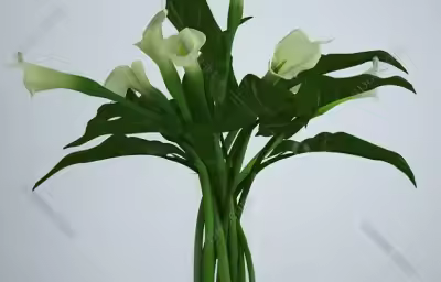 哪些植物有助净化空气？哪些绿植不宜室内养