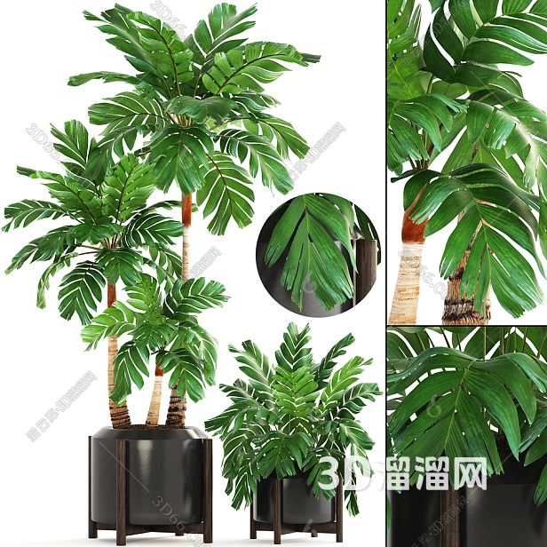 客厅放什么植物风水好又好养? 客厅放什么植物风水好又好养?