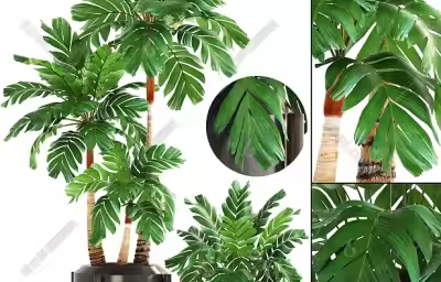 客厅放什么植物风水好又好养？