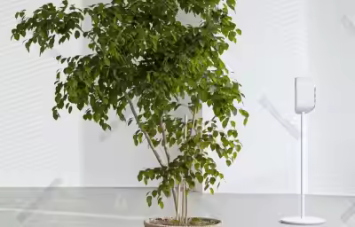 卧室绿植种类以及注意事项