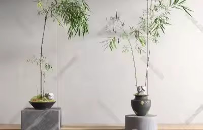 体现中式风格的绿植盆栽介绍