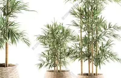 客厅摆什么植物好？客厅风水中适合摆放什么植物