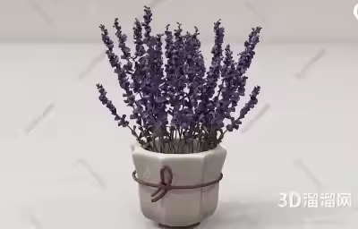如何布置房间的花卉？